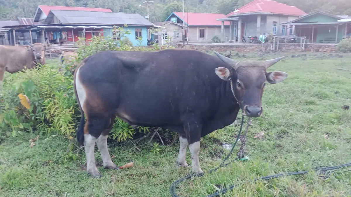 DPPP menyiapkan 380 ekor sapi untuk kebutuhan hari raya kurban di Anambas. F Ihsan Imaduddin/Batam Pos