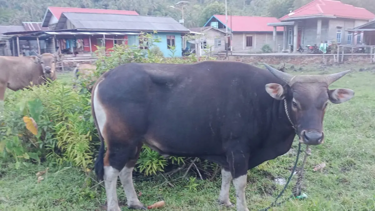 Sapi yang sudah siap untuk di kurban sedang bersantai di pekarangan warga. Tahun ini, Pemkab Anambas siapkan 380 ekor sapi.   / F. Ihsan Imaduddin / Batam Pos