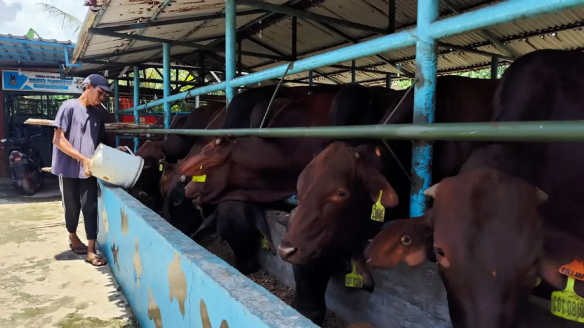 Peternak di Tanjungpinang Timur saat memberikan makan sapi kurban jenis limusin. F. Mohamad Ismail/Batam Pos