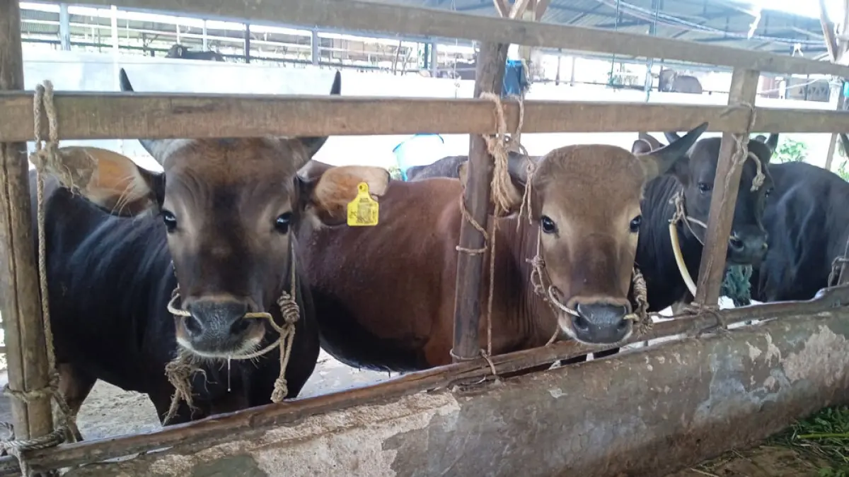 Kebutuhan sapi kurban di wilayah Kepri diperkirakan mencapai sekitar 7.000 ekor.  F. Putut Ariyo / Batam Pos