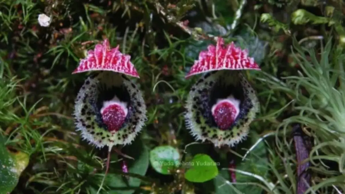 Corybas calopeplos, salah satu dari sepuluh spesies anggrek Indonesia yang baru didokumentasikan oleh Badan Riset dan Inovasi Nasional (BRIN) dan sejumlah mitra riset. (ANTARA/HO-BRIN)