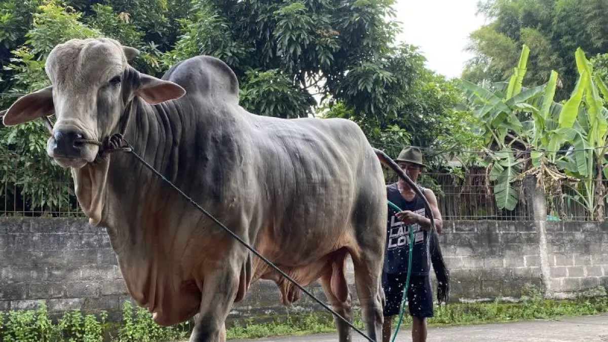 Peternak sapi asal Bantul Sarjono (51) sedang memandikan sapinya yang terpilih jadi hewan kurban Presiden Prabowo di Jati Wonokromo, Bantul, Minggu (17/5/2026). (ANTARA/Agung Dwi Prakoso) 