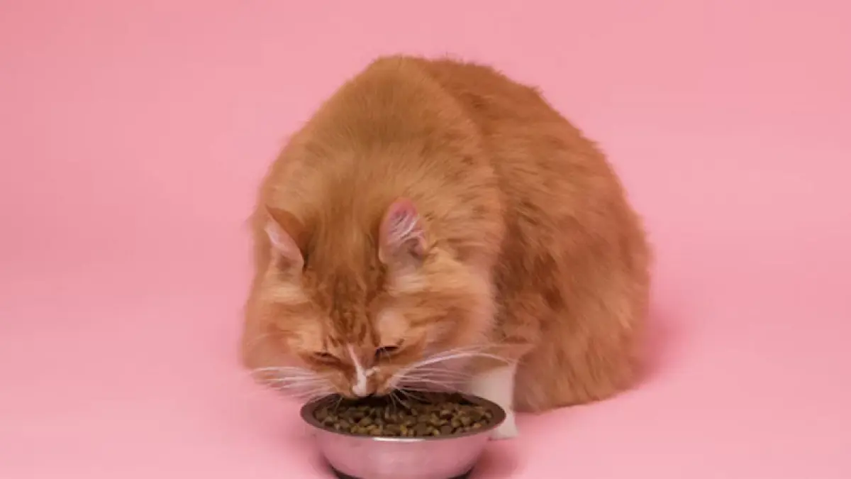 ilustrasi kucing asyik menikmati makan. F. unsplash