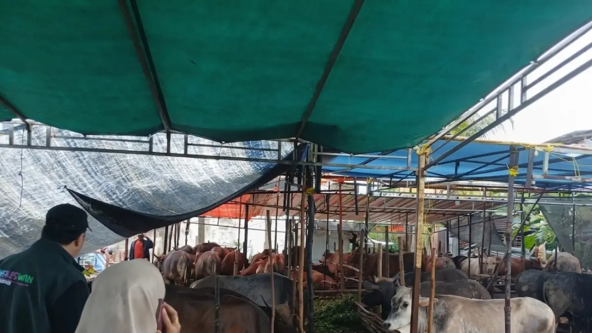 PETUGAS &nbsp;kesehatan hewan dari Dinas Pangan dan Pertanian Kabupaten Karimun sedang melakukan pemeriksaan ke peternakan sapi, Senin (18/5/2026). F Sandi Pramosinto/Batam Pos