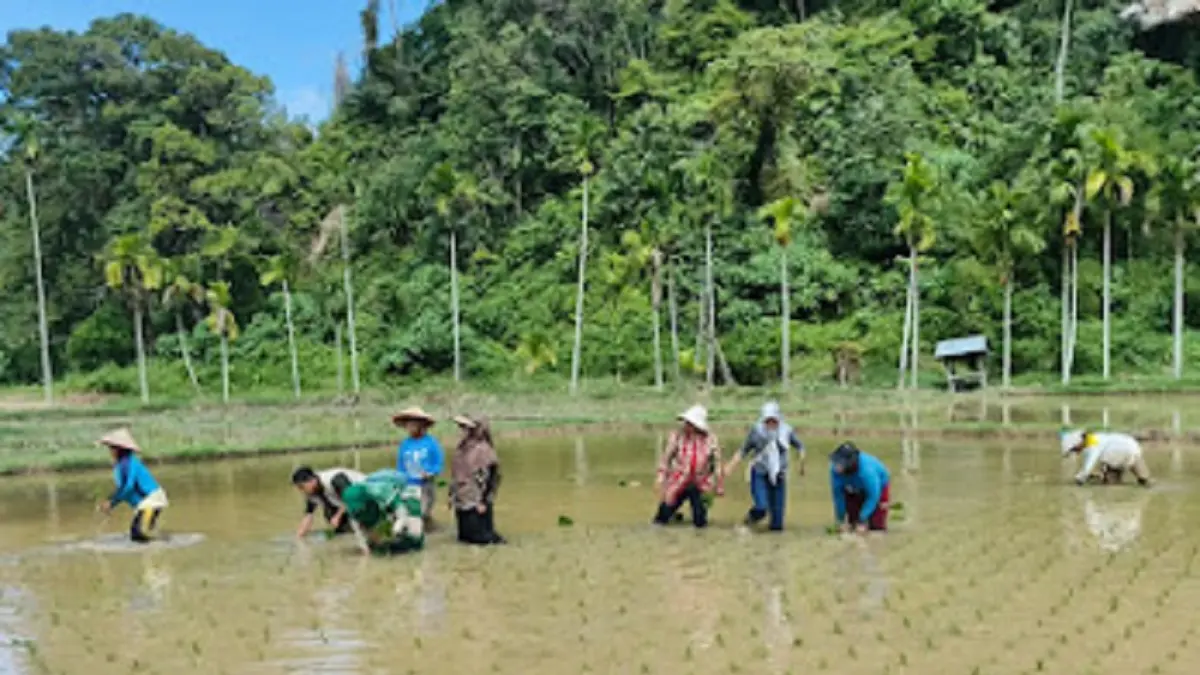 Kementan mempercepat pemulihan lahan agar petani dapat kembali berproduksi di Sumatra Barat. Foto: Kementan via Jawa Pos
