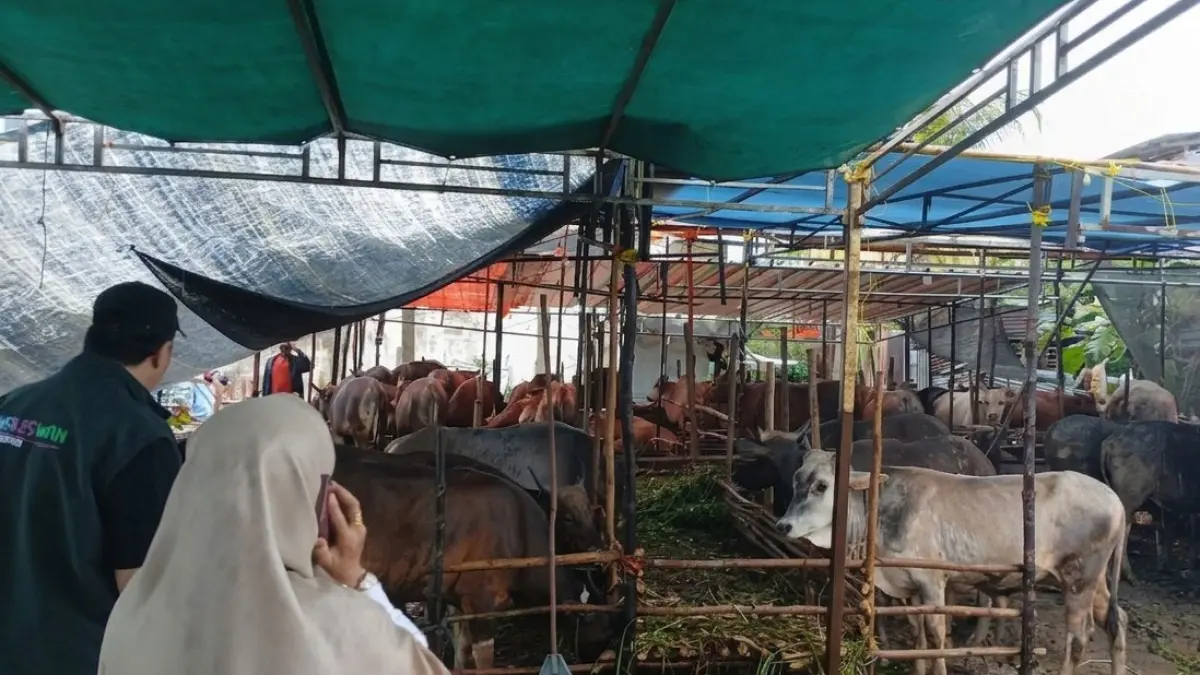 Petugas kesehatan hewan dari Dinas Pangan dan Pertanian Kabupaten Karimun sedang melakukan pemeriksaan ke peternaklan sapi. F. Ihsan / Batam Pos