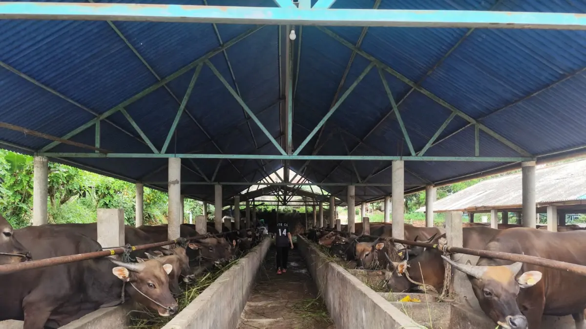 STOK sapi kurban di kandang penampungan di Jalan Tanjungpinang Timur. F. Mohamad Ismail/Batam Pos