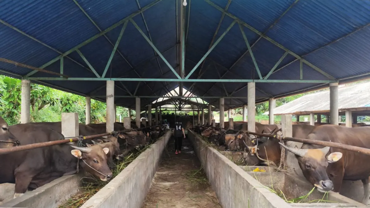 Stok sapi kurban di kandang peternak di Jalan Tanjungpinang Timur. F. Mohamad Ismail/Batam Pos