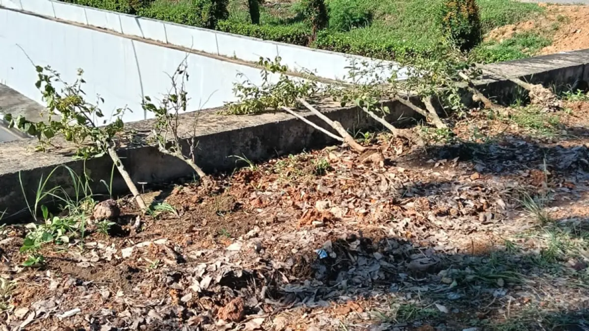 
Petugas Tim Jatanras Satreskrim Polresta Barelang mengamankan seorang pria yang diduga terlibat dalam aksi perusakan tanaman bougenville milik BP Batam di kawasan Taman Dang Anom, Batam Kota. Penyidik masih melakukan pemeriksaan untuk mendalami motif kejadian tersebut.