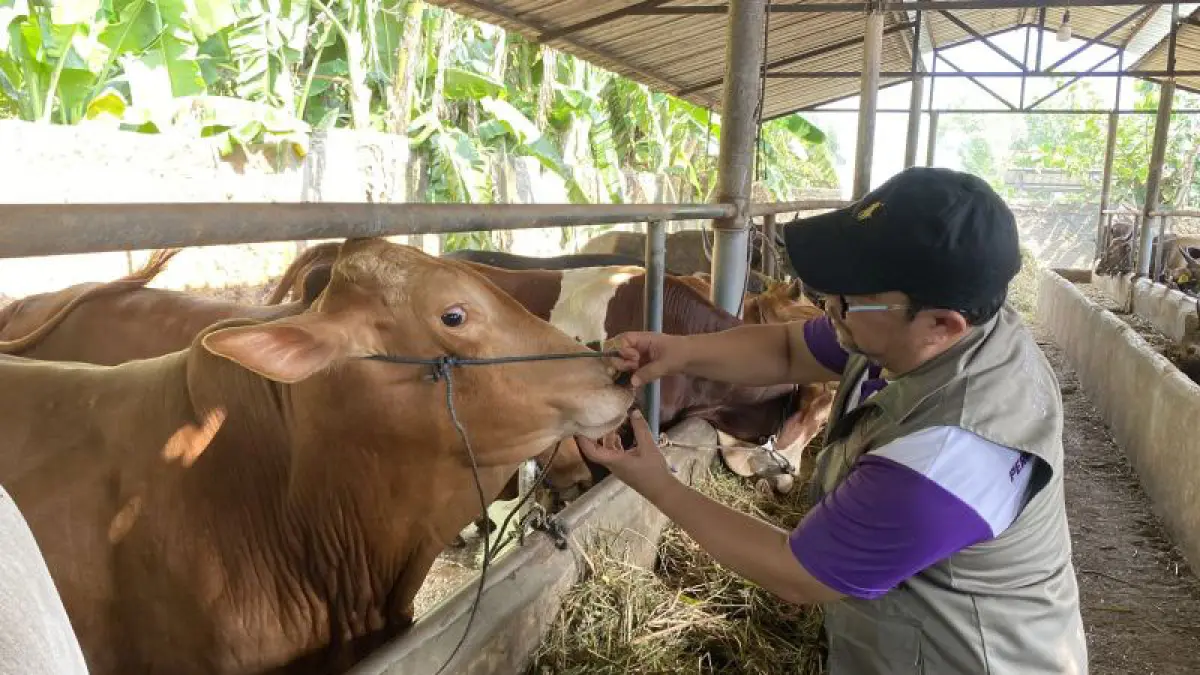  Pengecekan gigi dan mulut seekor sapi oleh dokter hewan DKPP Batam di kandang hewan kurban di Batam, Kepri, Rabu (20/5/2026). (ANTARA/Amandine Nadja)
