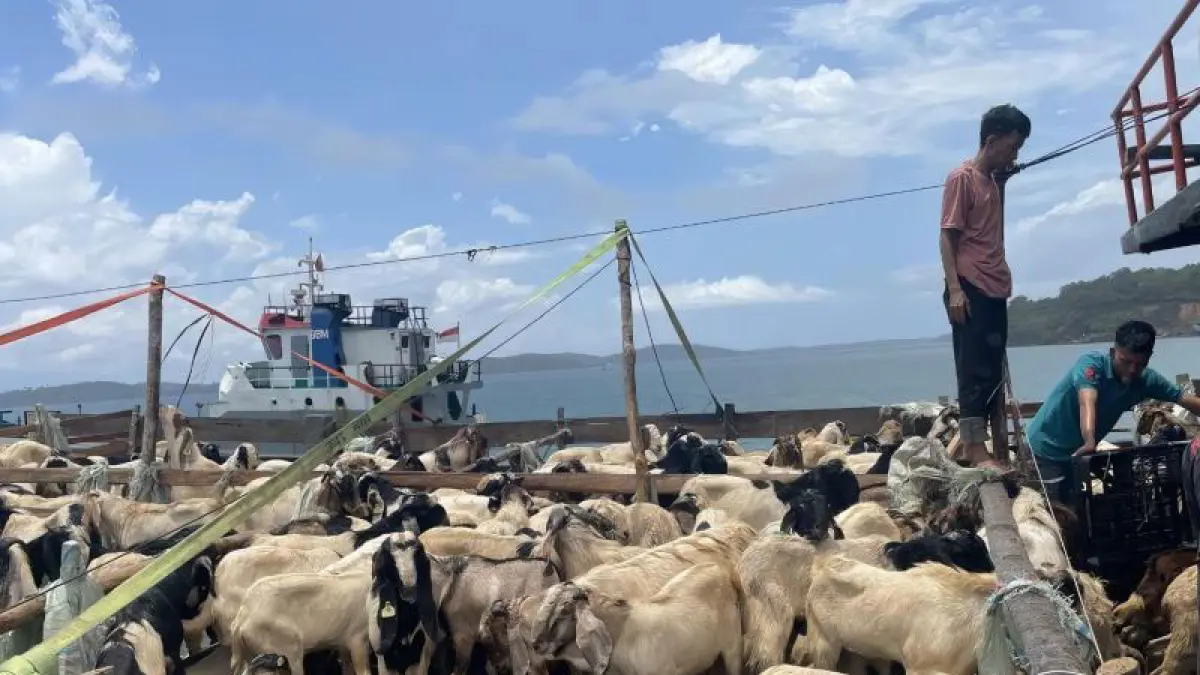 Sapi kurban dari luar daerah masuk ke Kota Tanjungpinang, Kepri, melalui jalur laut jelang Idul Adha 1447 Hijriah, Rabu (20/5/2026). ANTARA/Ogen 