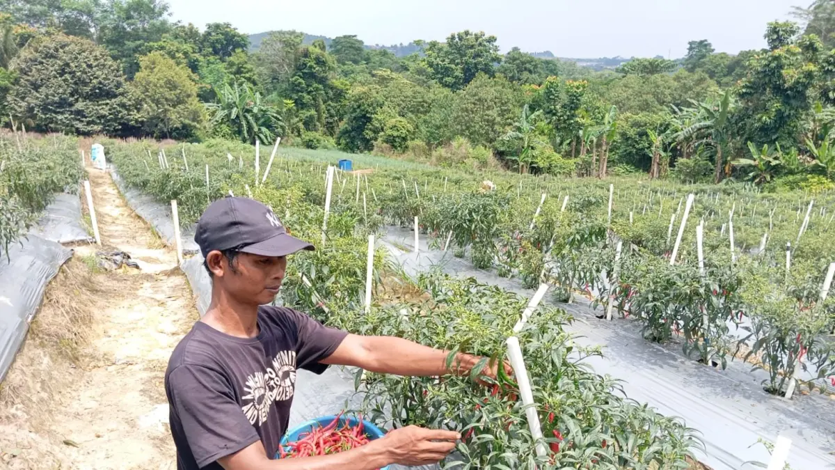 Petani cabai di Batam saat memanen cabai merah. Foto. Rengga Yuliandra/ Batam Pos