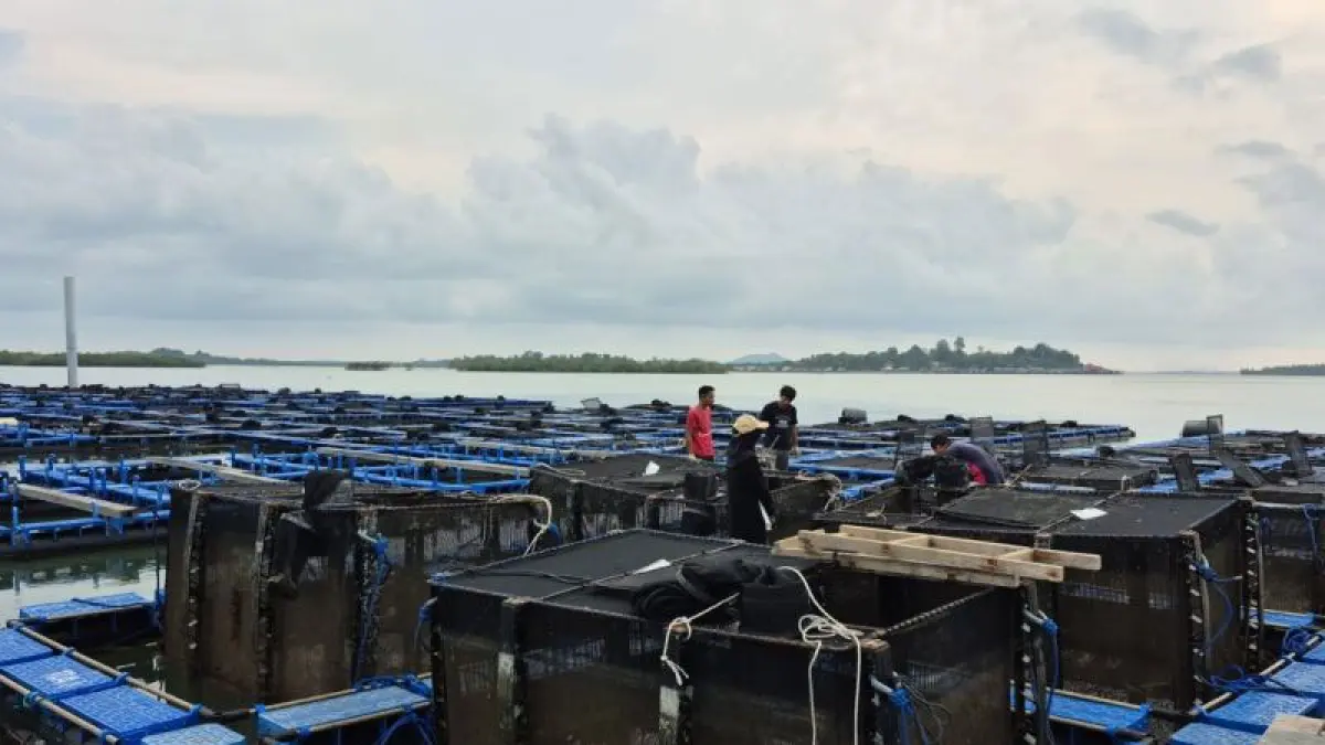 Petugas menunjukkan benih bening lobster (BBL) hasil pengembangan budidaya di Balai Perikanan Budidaya Laut (BPBL) Batam, Kepulauan Riau, Sabtu (23/5/2026). BPBL Batam menyebut minat masyarakat terhadap budidaya lobster dengan sistem modeling mulai meningkat seiring pengembangan teknologi budidaya dalam dua tahun terakhir.  / istimewa
