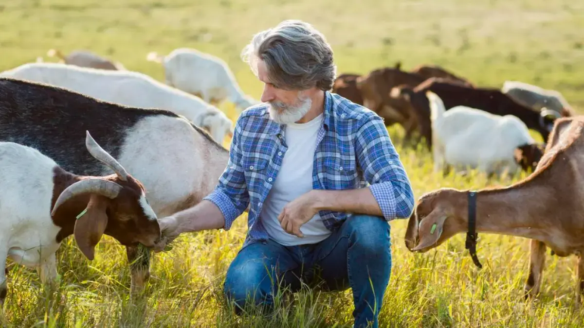 Ilustrasi seorang peternak tengah memberi makan kambing peliharaannya persiapan menjelang hari raya Idul Adha (Magnific)