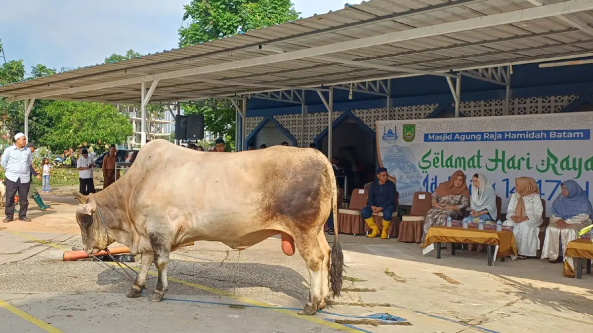 Sapi bantuan Presiden memiliki bobot sekitar 925 kilogram dan menjadi salah satu hewan kurban terbesar yang diterima panitia Masjid Agung tahun ini. F Azis / Batam Pos
