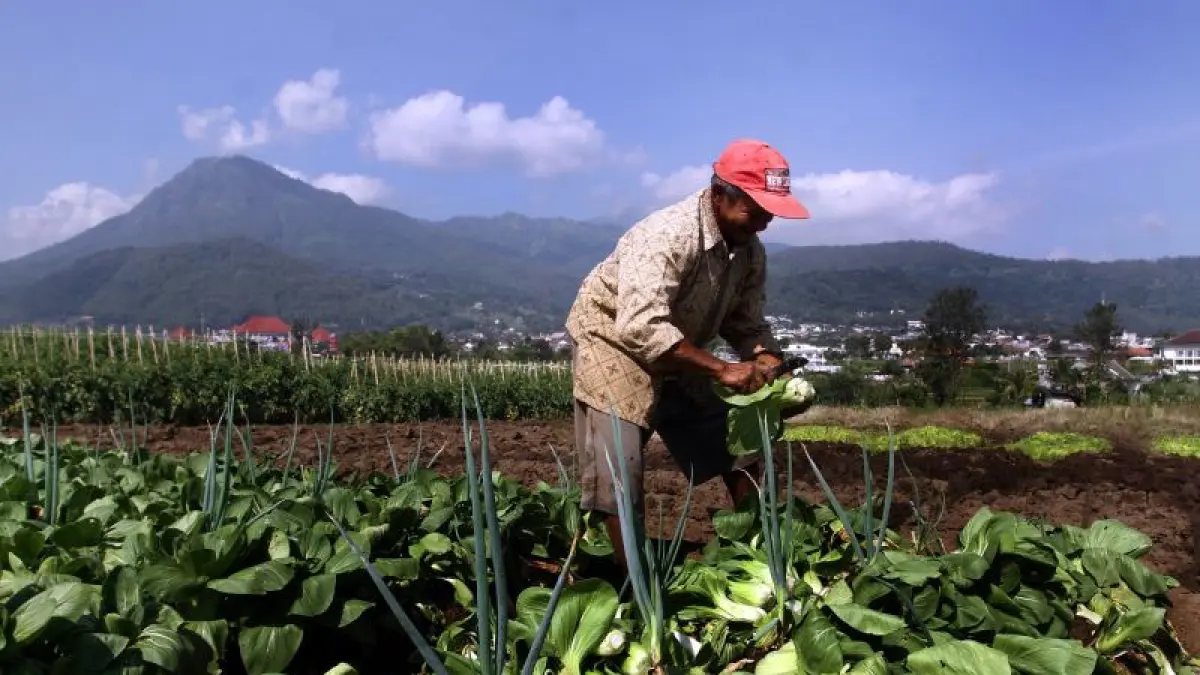 Petani memanen sayuran pokcoy di wilayah penyangga hortikultura nasional di kawasan Kelurahan Sisir, Kota Batu, Jawa Timur, Selasa (14/4/2026). Kementerian Pertanian mencatat Nilai Tukar Petani Hortikultura (NTPH) nasional di awal tahun 2026 mencetak rekor tertinggi dalam satu dekade terakhir yakni pada bulan Februari sebesar 139,57 poin dan masih berada di level 138,64 poin pada periode Maret merujuk data Badan Pusat Statistik (BPS), seiring upaya pemerintah dalam mengoptimalkan penyerapan hasil tani melalui Program Makan Bergizi Gratis (MBG) guna meningkatkan kesejahteraan petani sekaligus menjaga stabilitas harga di tingkat produsen. ANTARA FOTO/ARI BOWO SUCIPTO 