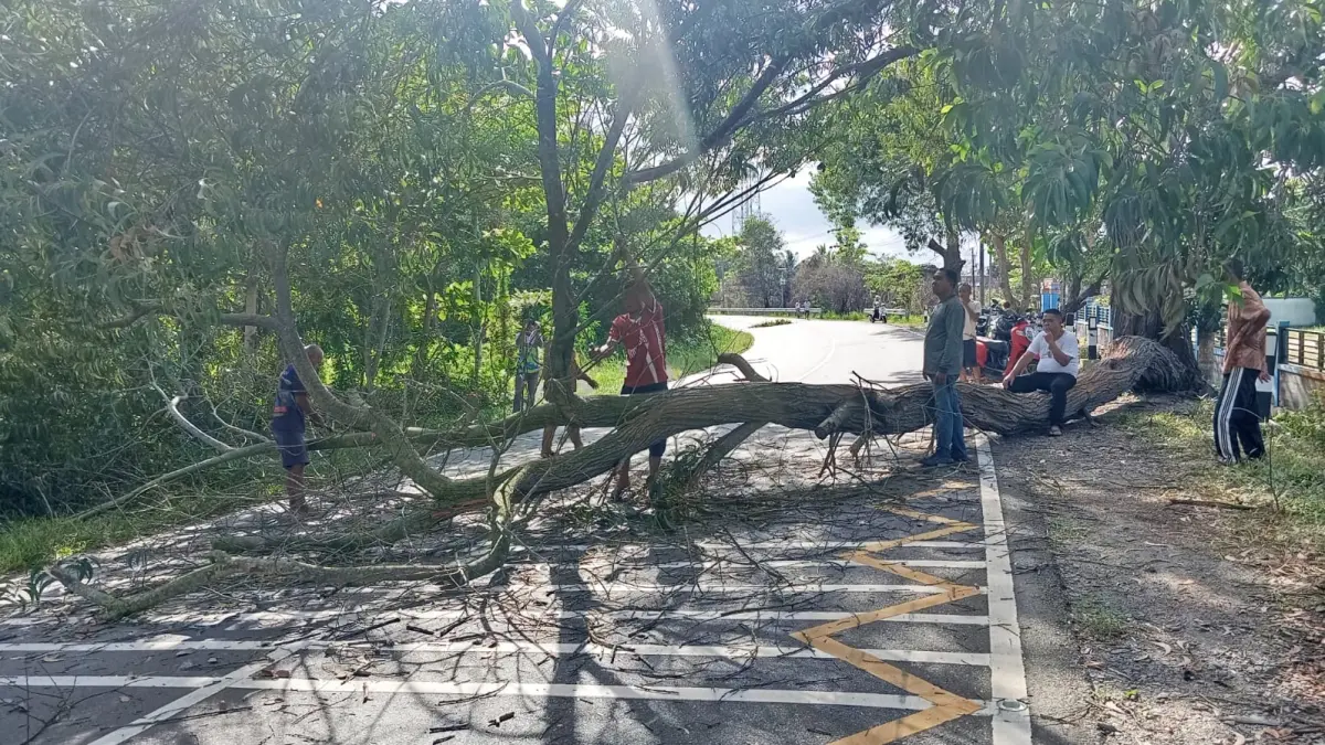 Pohon tumbang melintang di jalan raya Busung, tepat di jalan depan SMP Negeri 15 Bintan, Senin (8/6/2026) pagi. F.Kiriman Zakaria untuk Batam Pos
