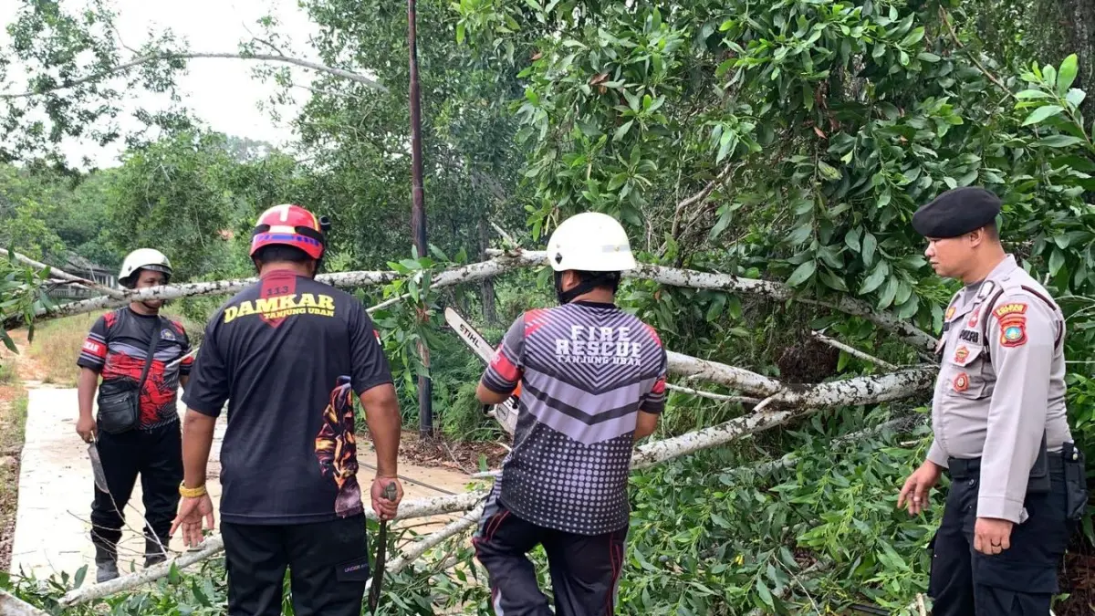 Petugas mengeksekusi pohon tumbang di Jalan Indunsuri, Gang Restu, Kelurahan Tanjunguban Selatan, Kecamatan Bintan Utara, Kamis (11/6/2026) siang. F.Kiriman Damkar untuk Batam Pos
