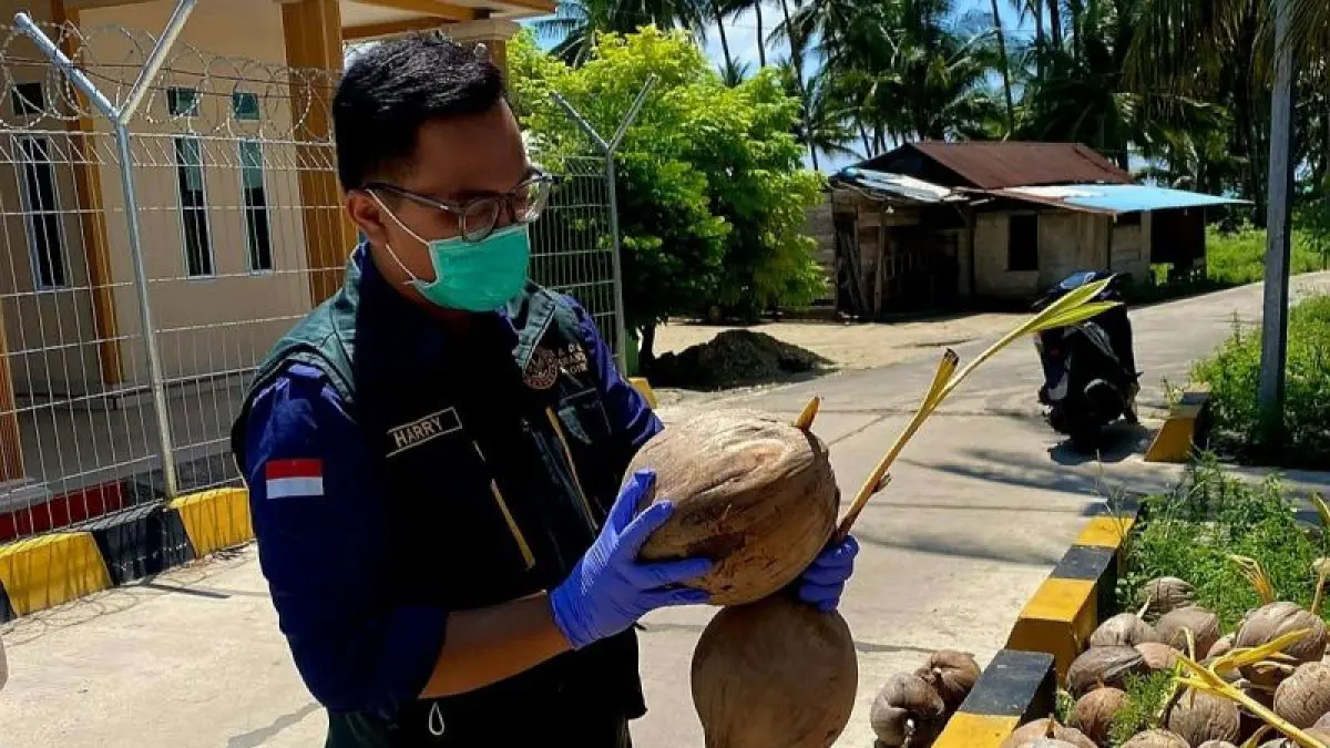 roses sertifikasi kelapa di Natuna oleh Balai Karantina Kepri pada 2026. F Balai Karantina Kepri 