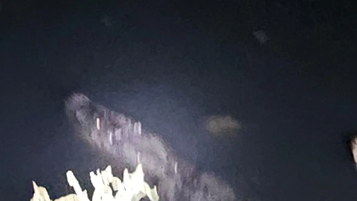 Warga merekam penampakan seekor buaya berukuran besar di sungai yang berada di antara Perumahan Rosinton dan Perumahan Cemara Asri, Kecamatan Sagulung, Batam. Foto: Tangkapan layar video warga