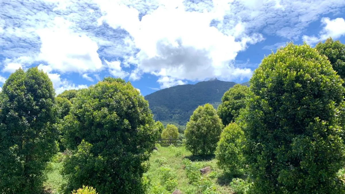 Perkebunan Cengkeh di Natuna, Bunguran Timur, Rabu (1/7). F. Faidillah/Batam Pos