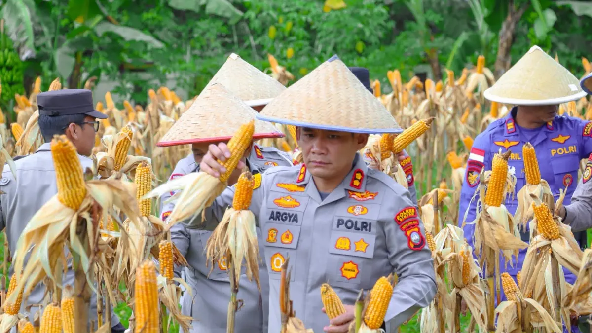 Panen jagung pipil di Mapolres Bintan, Bintan Buyu, Rabu (8/7/2026). F.H.P Bako untuk Batam Pos