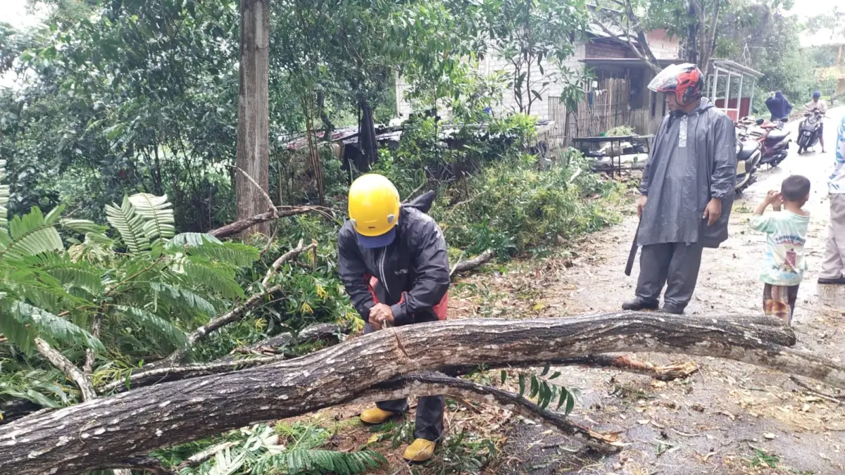Petugas Tagana Kabupaten Bintan memotong batang pohon akasia yang tumbang menimpa kabel listrik di di Jalan Eka Bhakti dekat Musala Asyufa di Tanjunguban, Kecamatan Bintan Utara pada Kamis (9/7/2026) sekitar pukul 11.32 WIB kemarin. F.Junaidi untuk Batam Pos