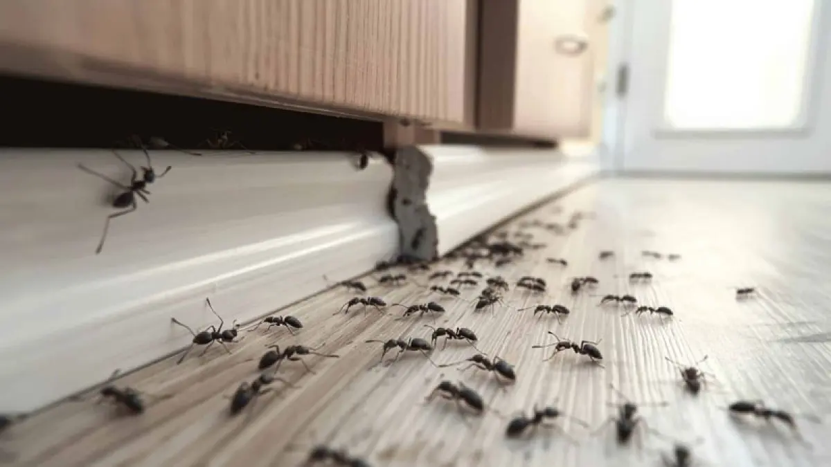 ilustrasi semut di rumah. Sumber foto: Freepik