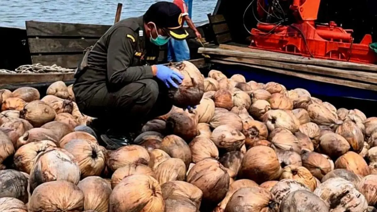 Petugas Karantina Kepri saat melakukan pemeriksaan terhadap benih kelapa pada awal Agustus 2026 di Pulau Midai. ANTARA/HO-Karantina Kepri

