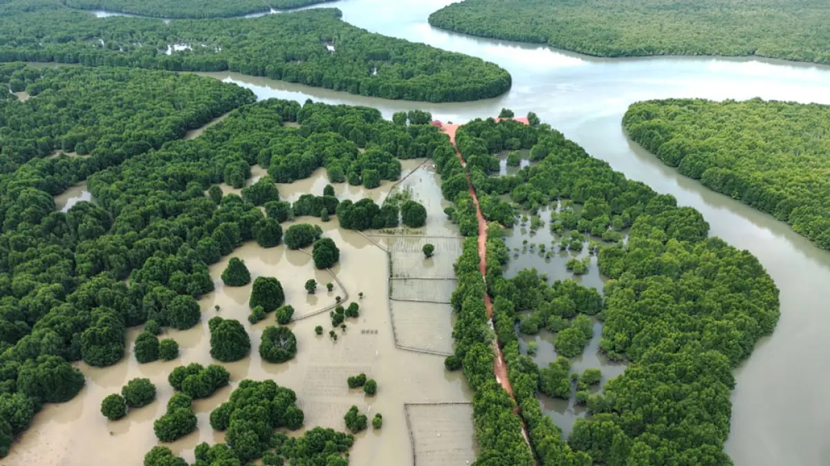 Foto udara Hutan Lindung Mangrove Piayu, Sei Beduk seluas 220 hektare yang dikelola NGO Akar Bhumi Indonesia sebagai kawasan konservasi dan rehabilitasi ekosistem pesisir di Kota Batam. Foto: Akar Bhumi Indonesia untuk Batam Pos