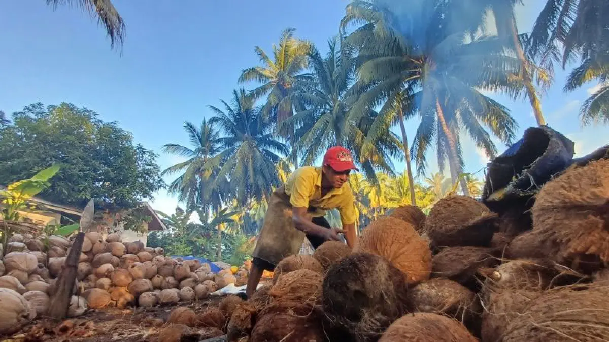  Ilustrasi - Warga di Pulau Serasan, Natuna, Kepri bekerja mengupas kelapa sebagai salah satu sumber mata pencaharian sehari-hari. ANTARA/Ogen
