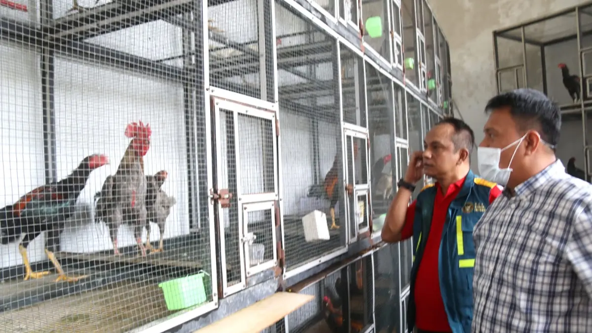 Kasubdit Gakkum Ditpolairud Polda Kepri AKBP Andyka Aer bersama Kepala Balai Karantina Kepri Hasim melihat barang bukti ayam  Bangkok didalam sangkar di kantor Balai Karantina, Senin (11/8). sebanyak 51 ekor ayam Bangkok hasil pengungkapan  Ditpolairud Polda Kepri ini di serahkan ke Balai Karanitian Kepri .  F Cecep Mulyana/Batam Pos