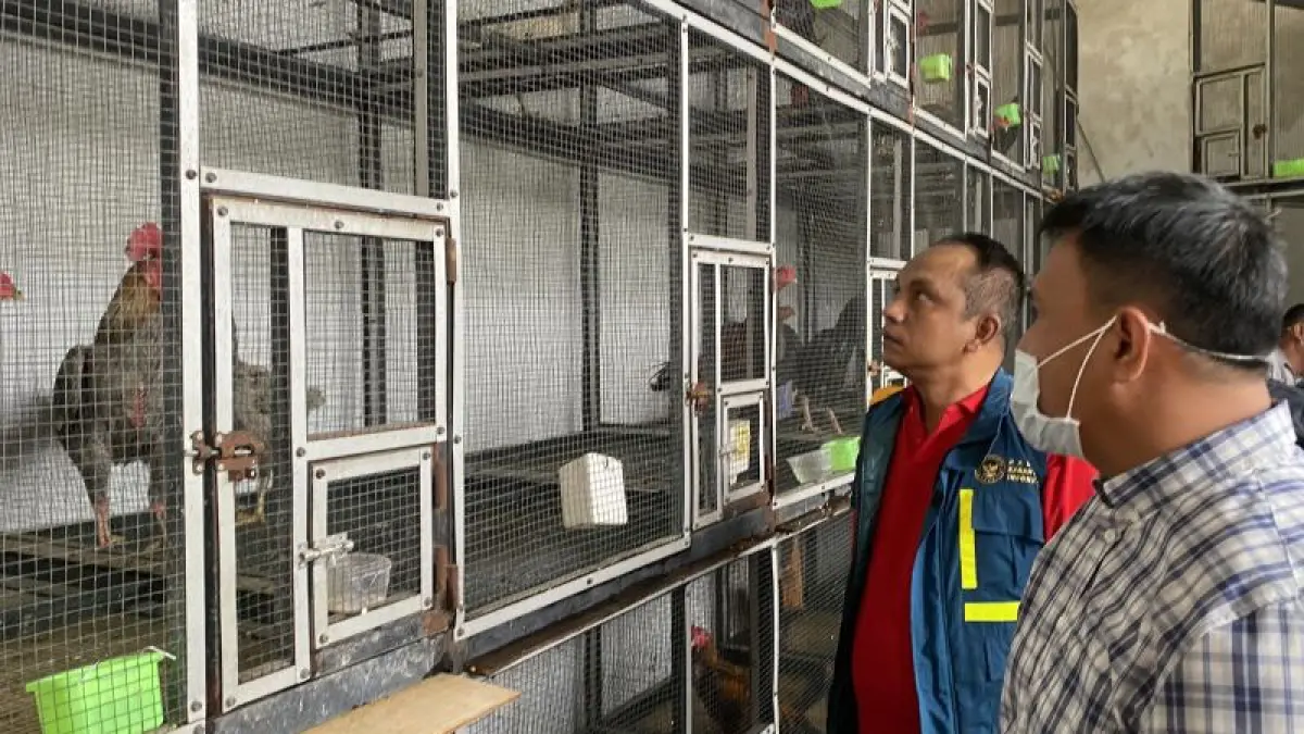  Kepala Subdirektorat Penegakkan Hukum (Kasubdit Gakkum) Ditpolairud Polda Kepri AKBP Andyka Aer (kanan) bersama Kepala Balai Karantina Kepri Hasim (kiri) sedang melihat barang bukti ayam Bangkok yang sudah dimasukkan dalam sangkar di Balai Karantina di Batam, Kepri, Selasa (11/8/2026). (ANTARA/Amandine Nadja)

