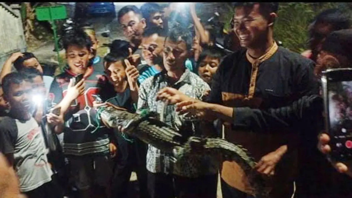 Warga berhasil menangkap buaya di selokan Perumahan Telaga Surya, Tanjunguban, Kecamatan Bintan Utara pada Senin (17/8/2026) malam. F.Kiriman Bahri Ritonga untuk Batam Pos.