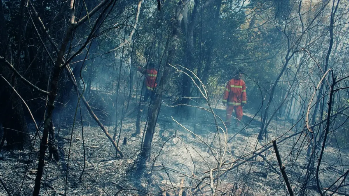 Kebakaran hutan di Tanjungpinang, beberapa waktu lalu. Foto: Dokumentasi Yusnadi Nazar/Batam Pos