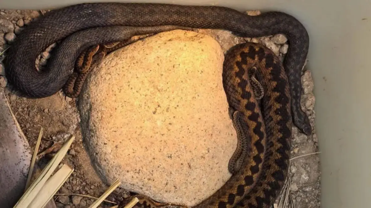 Dua ekor ular adder melahirkan di Jersey Zoo.   F. Durrell Wildlife Conservation Trust