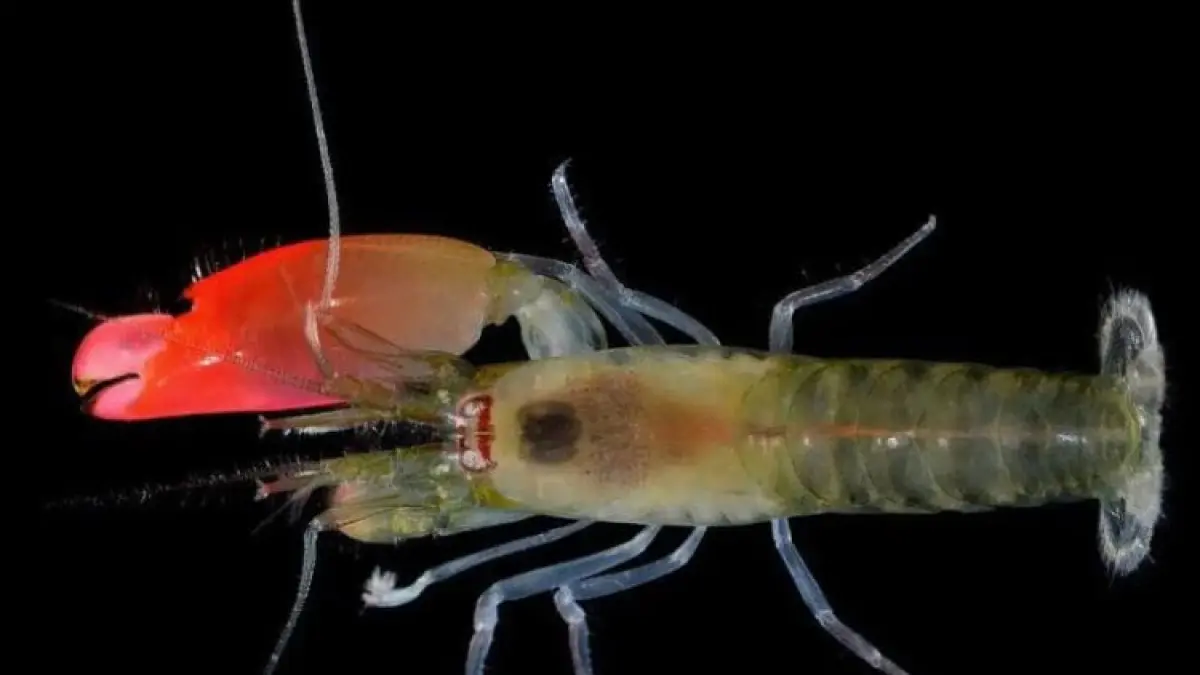 Udang Pistol. Foto: Dok. zmescience