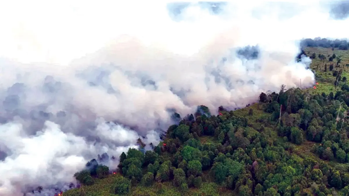 Foto udara kebakaran hutan dan lahan (karhutla) di lahan gambut Desa Masjid Baro, Kecamatan Samatiga, Aceh Barat, Aceh, Selasa (1/9) lalu. Foto: ANTARA FOTO/Syifa Yulinnas/nym