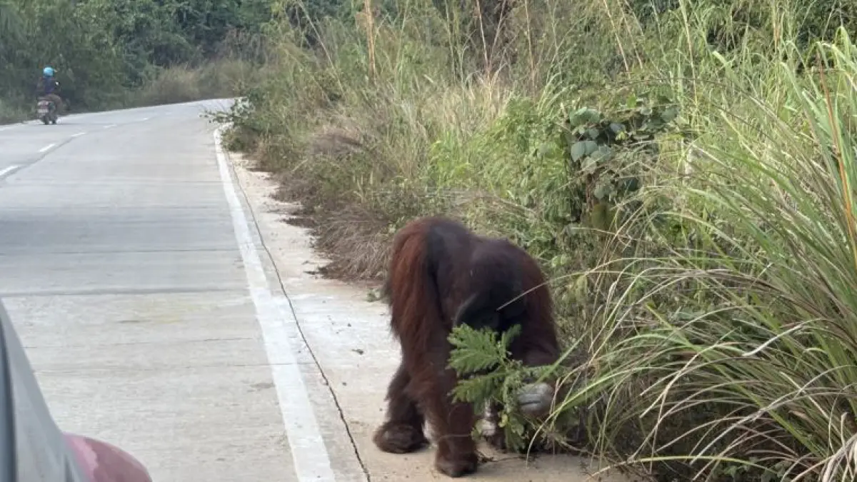 Satu individu Orang Utan Kalimantan sedang memakan pucuk daun di jalan poros Sangatta - Rantau Pulung, pada Sore Senin (14/9). (Antara/Muhammad Hafif Nikolas)