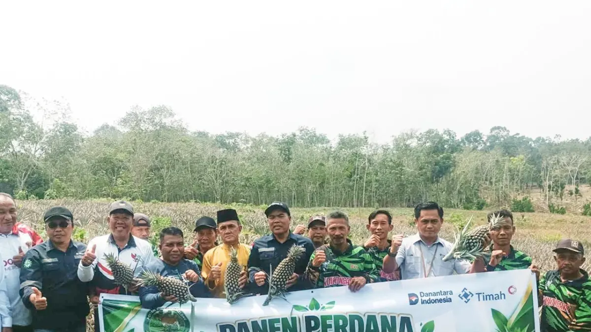 Kelompok Tani Bina Tani Tailong bersama PT TImah (Persero) Tbk melakukan panen nanas jenis Morris. f. Sandy Batam Pos