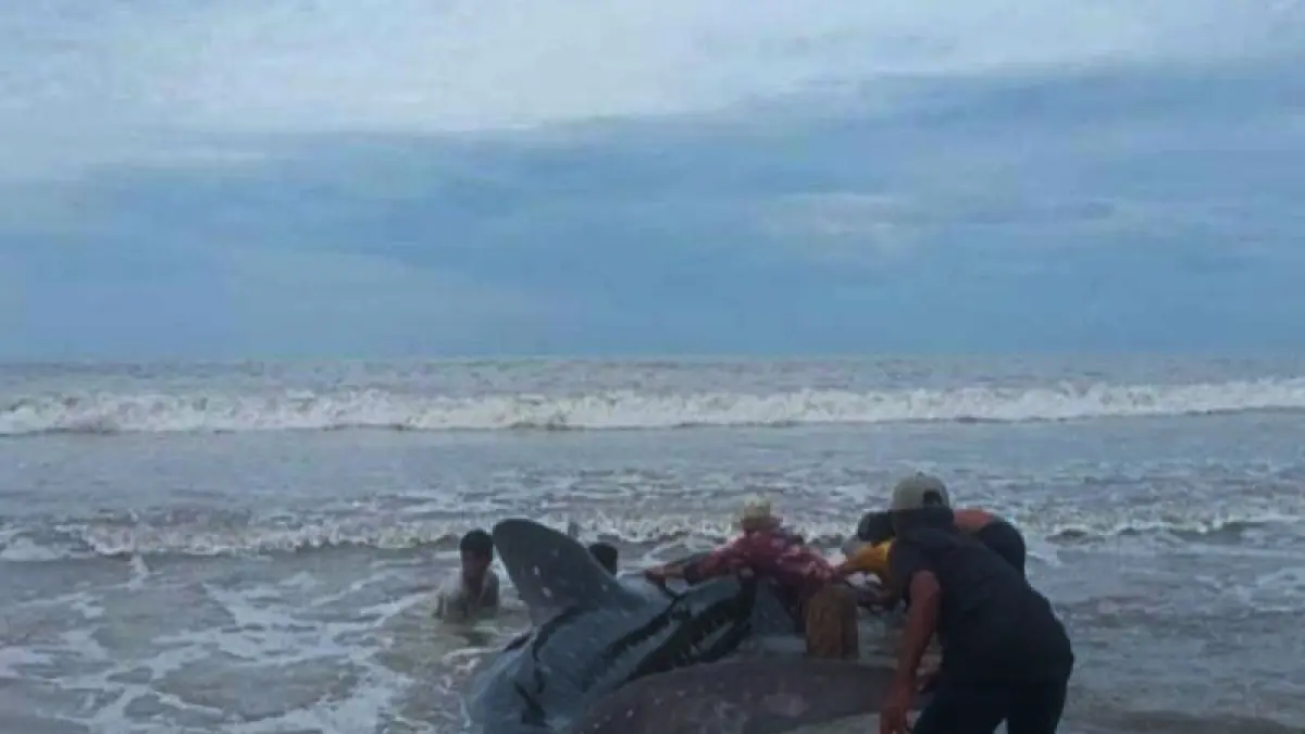Nelayan berupaya menyelamatkan paus yang di pantai Desa Lama Tuha, Kuala Batee, Kabupaten Aceh Barat Daya, Jumat (25/9/2026). ANTARA/Suprian