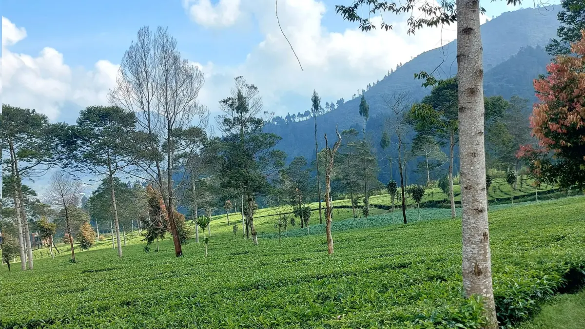 Wisata kebun teh Tambi, Wonosobo. (x.com.