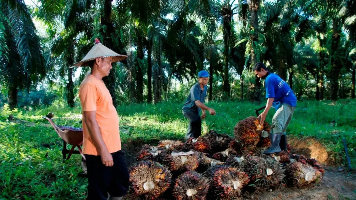 Ilustrasi petani sawit. (Ist)
