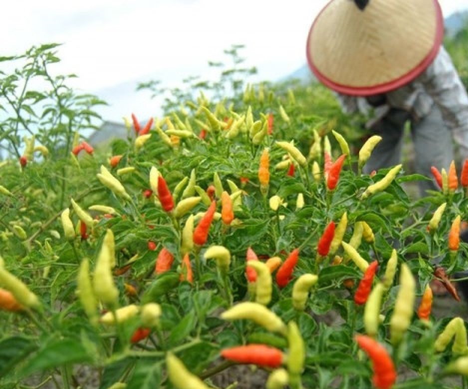 ilustrasi tanaman cabai (int)