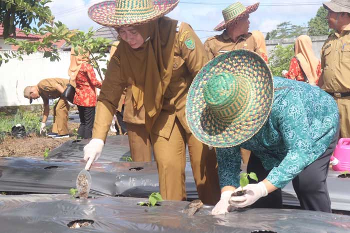SERENTAK: Pj Bupati Nunu Andriani bersama Ketua TP PKK Sari Parwati Tony Harisinta, pejabat instansi lainnya&nbsp; saat menanam sejumlah bibit cabai, (5/3).
