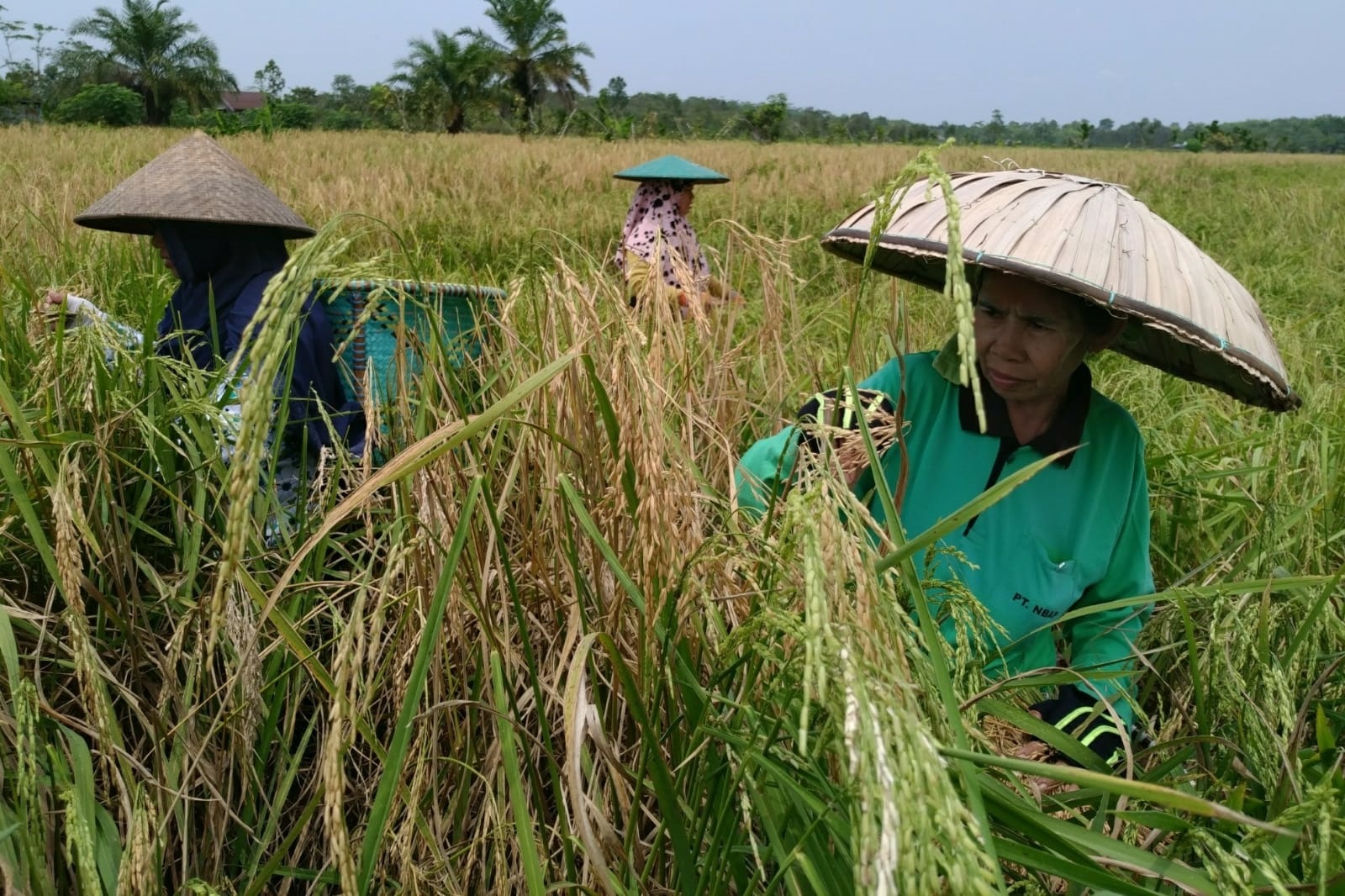 SUBUR : Luasnya lahan sawah menjadi salah satu potensi pertanian di Pulang Pisau. (Istimewa)