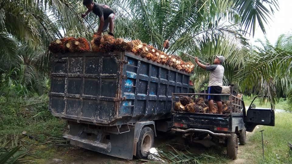 PANEN SAWIT: Petani sawit di Kalteng saat memuat sawit dari kebun mereka. (istimewa)