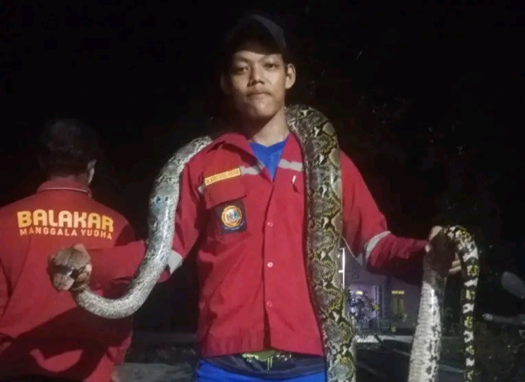 EVAKUASI: Balakar Manggala Yudha bersama seekor ular di lokasi banjir Desa Kumpai Batu Bawah belum lama ini.