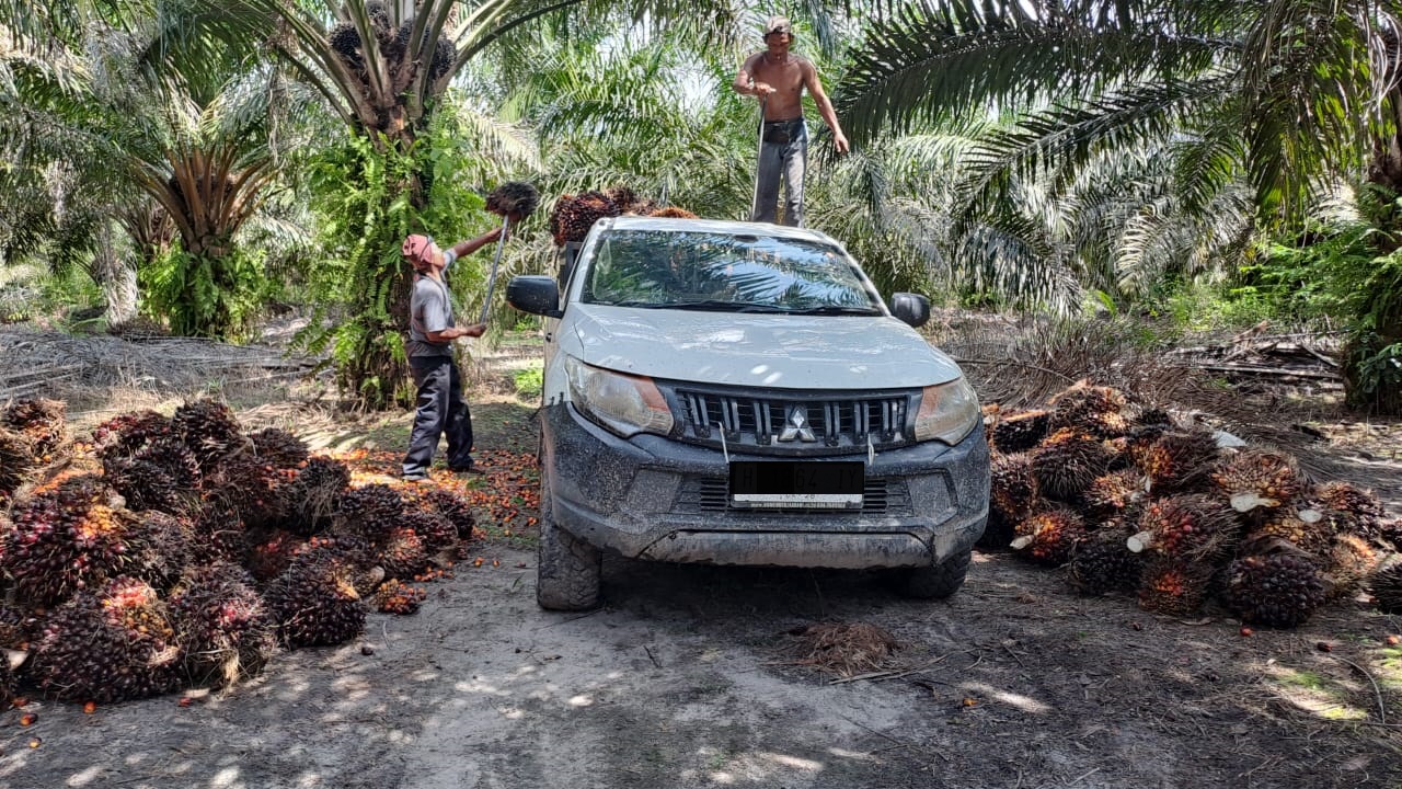 PANEN SAWIT: Pekerja sedang memuat sawit di kebun milik Samsul Arifin, warga Kecamatan Pangkalan Banteng, Kobar, Kalteng sedang memuat TBS. Stabilnya harga membuat petani sumringah. (Radar Sampit)