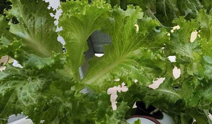 Sayur selada